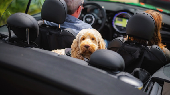 Hund der kører på bagsædet af en MINI