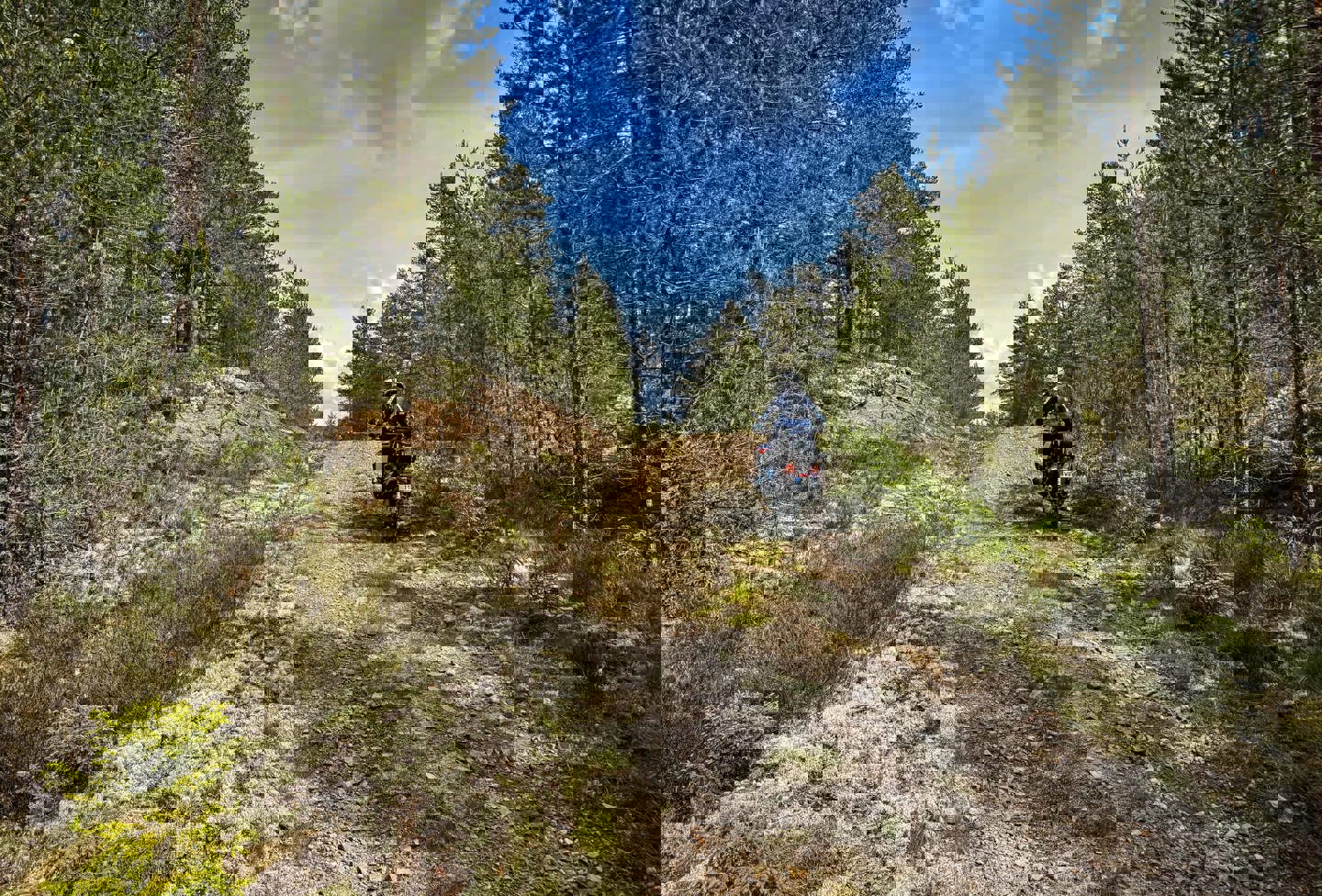 En person kører på motorcykel på en skovsti omgivet af høje træer under en blå himmel.